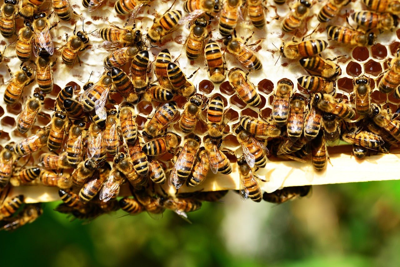 Bienen: Unsere unschätzbaren Helden - Wild Honey Trade GmbH