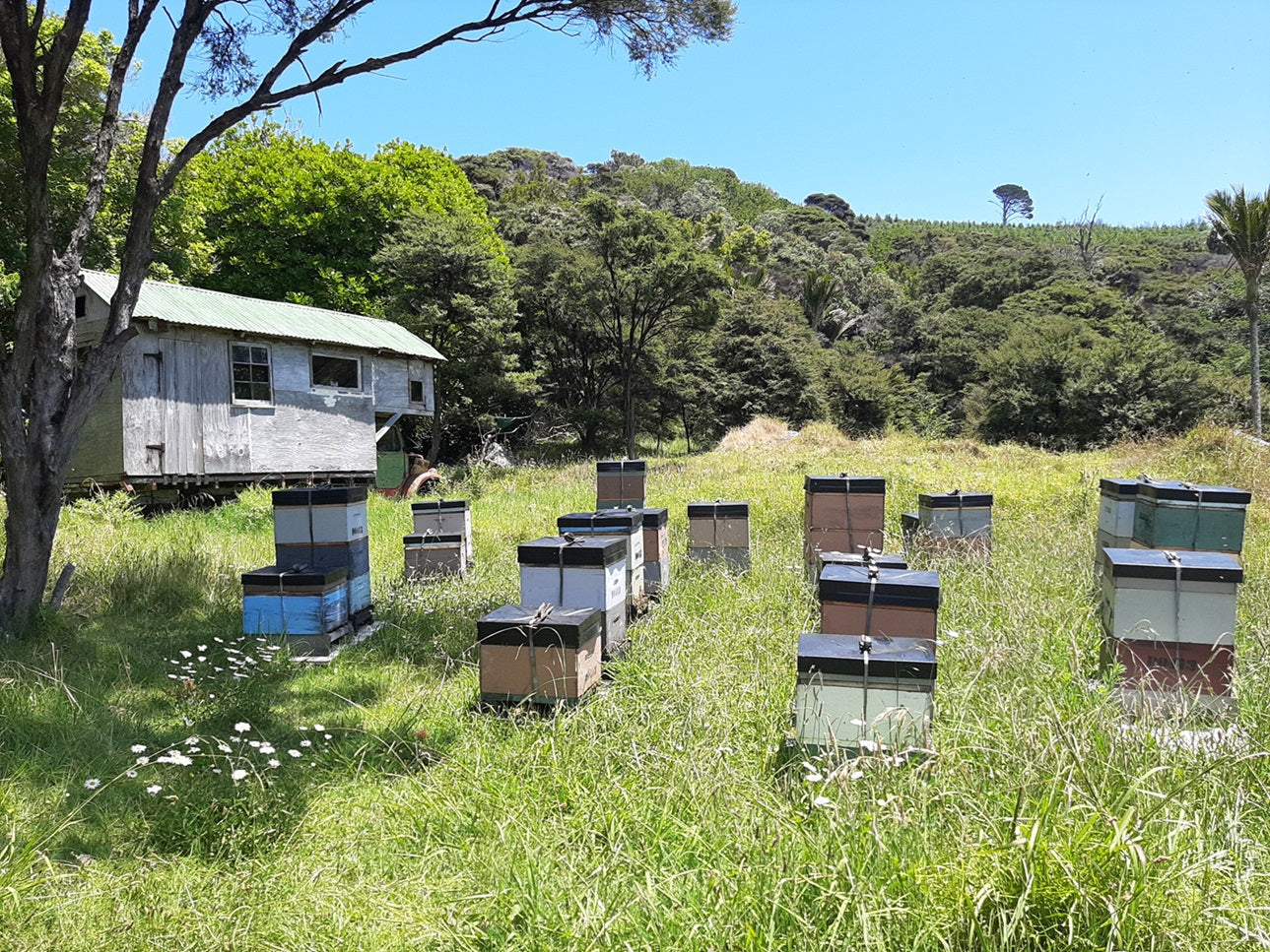 Bienenstöcke von Wild Honey in der Natur neben einem Holzhäuschen