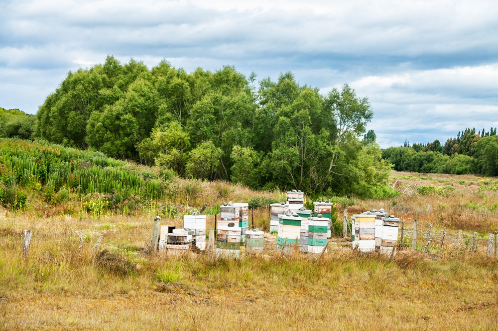 Bienenstöcke in der Natur von Neuseeland