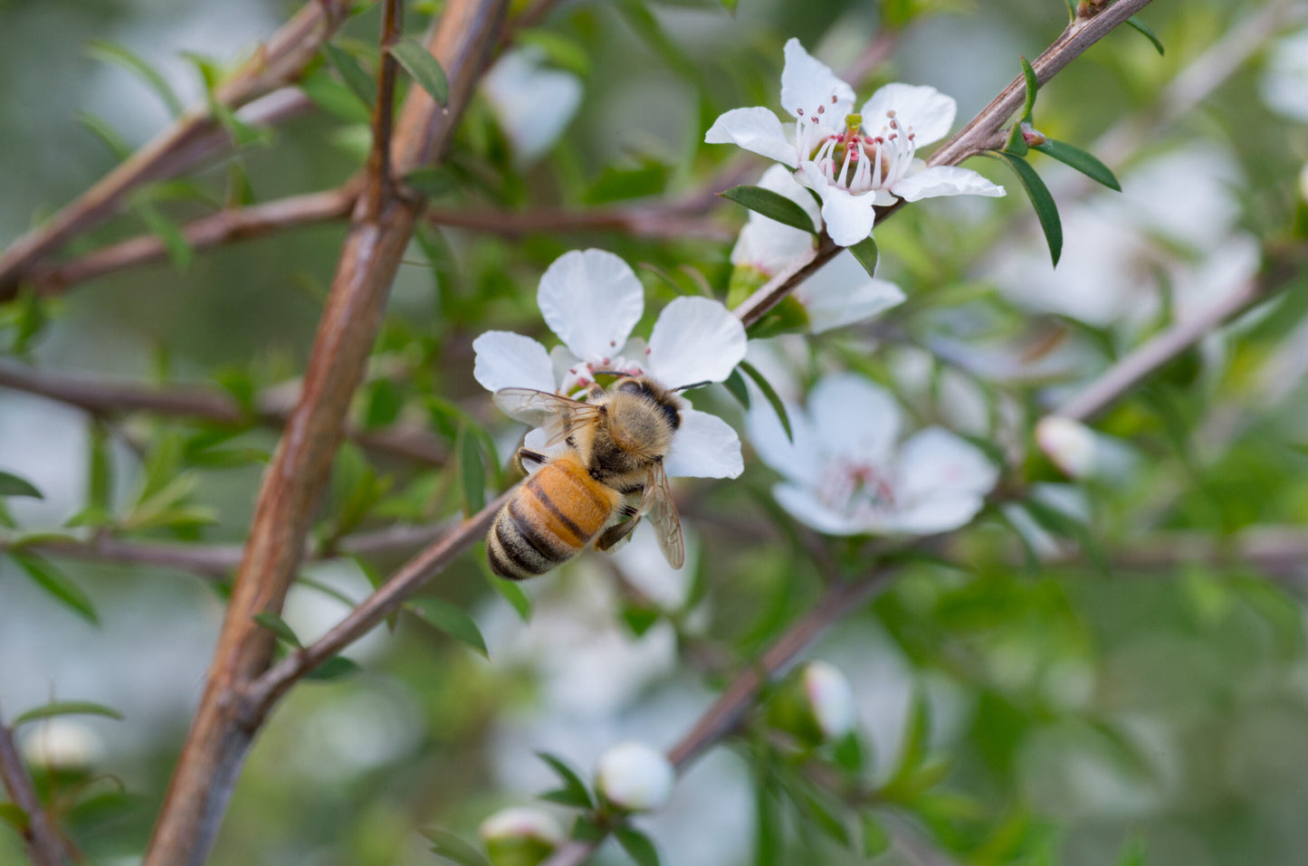 Biene beim bestäuben von einer Manuka Blüte 