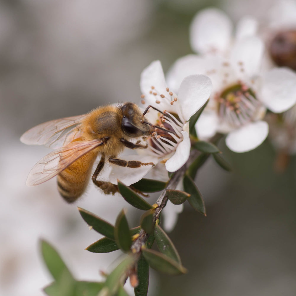 Biene beim bestäuben einer Manuka Blüte